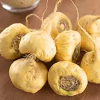 A pile of round, pale yellow maca roots